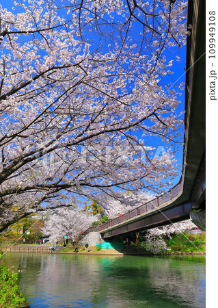 【京都府】晴天の伏見であい橋と満開の桜（伏見十石舟） 109949108