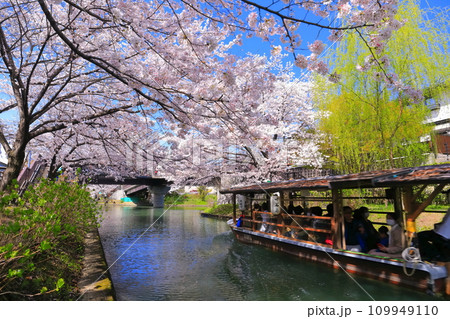 【京都府】晴天の伏見十石舟と満開の桜 【京都府】晴天の伏見十石舟と満開の桜 109949110