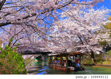 【京都府】晴天の伏見十石舟と満開の桜 109949112