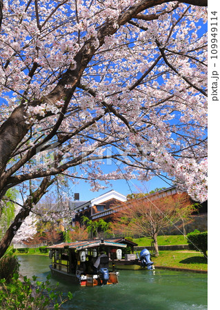 【京都府】晴天の伏見十石舟と満開の桜 109949114