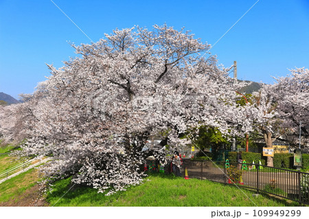【京都府】桜が満開の背割堤さくらまつり 109949299