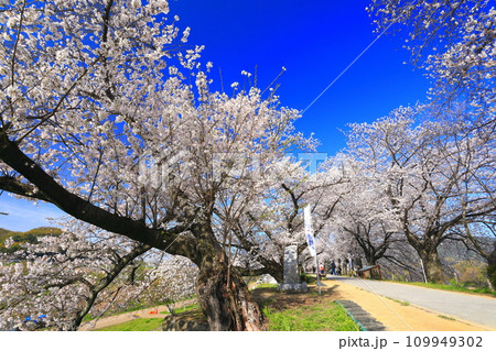 【京都府】桜が満開の背割堤さくらまつり 109949302