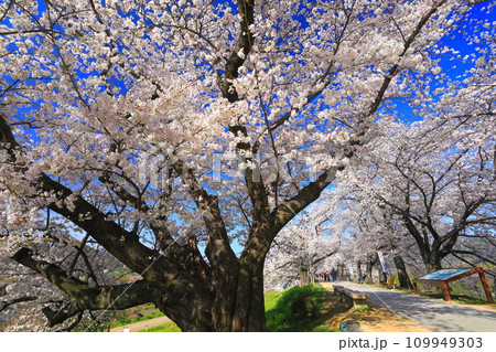 【京都府】桜が満開の背割堤さくらまつり 109949303