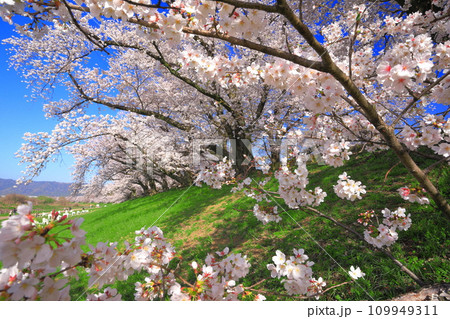 【京都府】桜が満開の背割堤さくらまつり 【京都府】桜が満開の背割堤さくらまつり 109949311