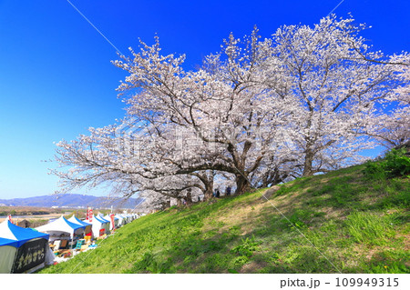 【京都府】桜が満開の背割堤さくらまつり 109949315