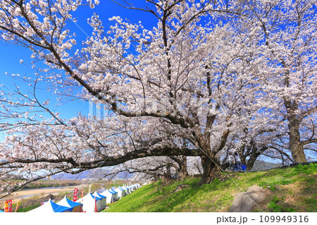 【京都府】桜が満開の背割堤さくらまつり 【京都府】桜が満開の背割堤さくらまつり 109949316