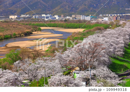 【京都府】桜が満開の背割堤の眺望 109949318
