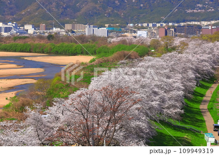 【京都府】桜が満開の背割堤の眺望 109949319