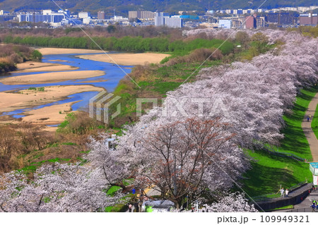 【京都府】桜が満開の背割堤の眺望 109949321