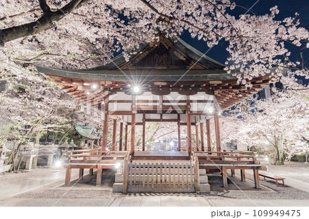 天孫神社 満開の桜と舞殿のライトアップ 天孫神社 満開の桜と舞殿のライトアップ 109949475