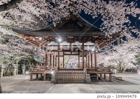 天孫神社　満開の桜と舞殿のライトアップ 109949479