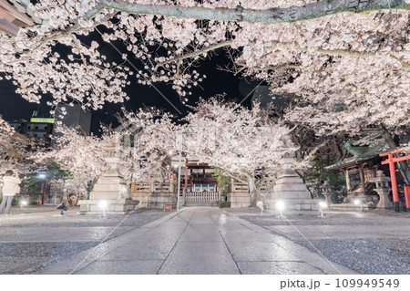 天孫神社　満開の桜のライトアップ 109949549