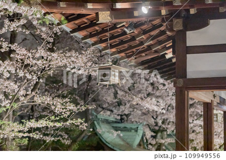 天孫神社　満開の桜のライトアップ 109949556