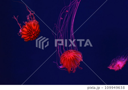 Fluorescent jellyfish swimming underwater aquarium pool with red neon light. Fluorescent jellyfish swimming underwater aquarium pool with red neon light. 109949638