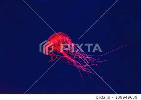 Fluorescent jellyfish swimming underwater aquarium pool with red neon light. Fluorescent jellyfish swimming underwater aquarium pool with red neon light. 109949639