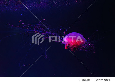 Fluorescent lion's mane jellyfish swimming underwater aquarium pool with red neon light. 109949641
