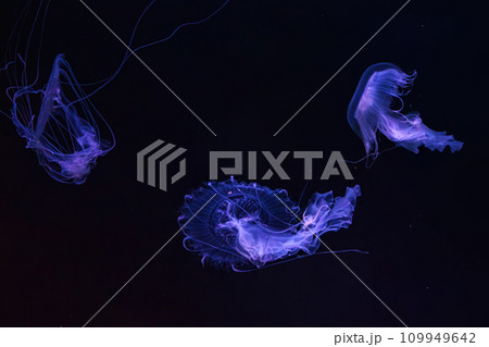 Group of Sanderia Malayensis, Amakusa Jellyfish swimming in aquarium pool with blue neon light Group of Sanderia Malayensis, Amakusa Jellyfish swimming in aquarium pool with blue neon light 109949642