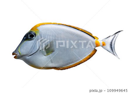 Naso Lituratus Acanthuridae tropical fish, Orangespine unicornfish isolated on white background Naso Lituratus Acanthuridae tropical fish, Orangespine unicornfish isolated on white background 109949645