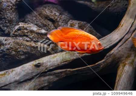 Bright orange Oscar fish, Astronotus ocellatus swimming in aquarium 109949646