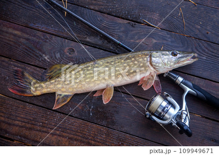 Freshwater pike and fishing equipment lies on wooden background with yellow leaves.. 109949671