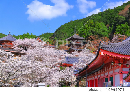 【奈良県】桜が満開の壺阪寺（桜大仏） 109949714