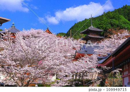 【奈良県】桜が満開の壺阪寺（桜大仏） 109949715