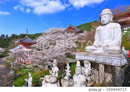 【奈良県】桜が満開の壺阪寺（桜大仏） 109949717