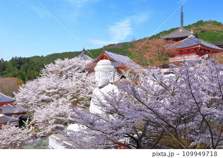 【奈良県】桜が満開の壺阪寺（桜大仏） 109949718