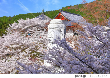 【奈良県】桜が満開の壺阪寺（桜大仏） 109949722