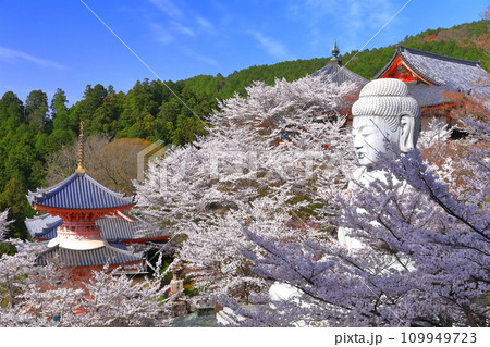 【奈良県】桜が満開の壺阪寺（桜大仏） 109949723