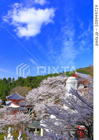 【奈良県】桜が満開の壺阪寺（桜大仏） 109949724