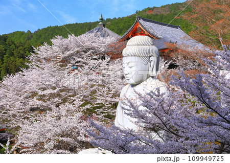 【奈良県】桜が満開の壺阪寺（桜大仏） 109949725