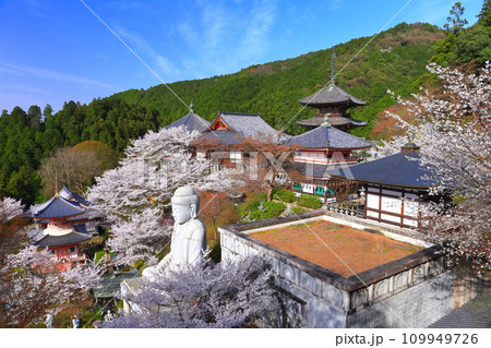 【奈良県】桜が満開の壺阪寺（桜大仏） 109949726