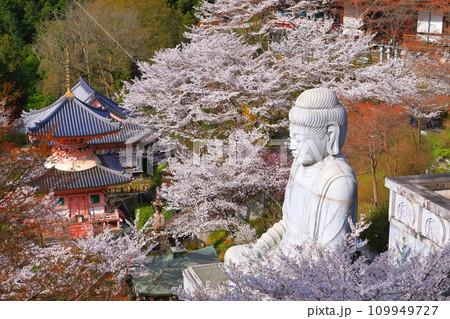 【奈良県】桜が満開の壺阪寺（桜大仏） 109949727