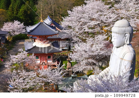 奈良県】桜が満開の壺阪寺（桜大仏）の写真素材 [109949728] - PIXTA