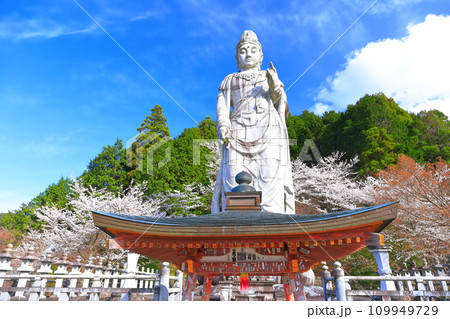 【奈良県】桜が満開の壺阪寺（大観音石像） 109949729