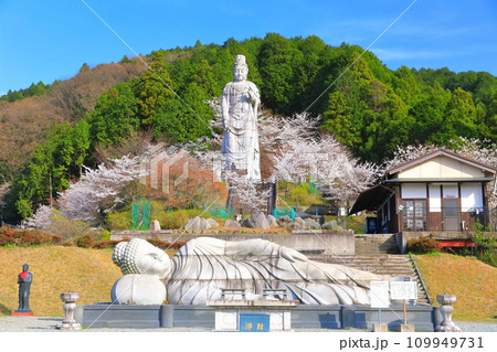 【奈良県】桜が満開の壺阪寺(大観音石像) 【奈良県】桜が満開の壺阪寺(大観音石像) 109949731