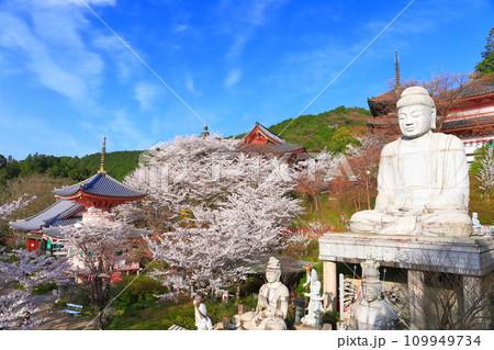 【奈良県】桜が満開の壺阪寺（桜大仏） 109949734