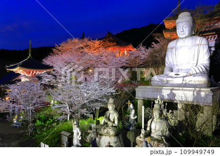 【奈良県】桜が満開の壺阪寺の夜景（桜大仏） 109949749