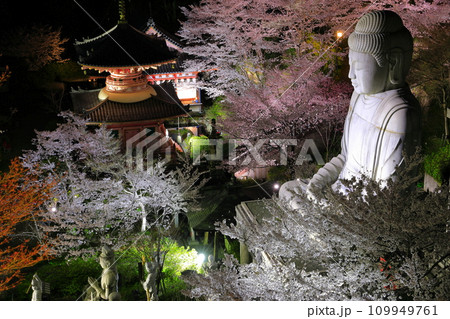 【奈良県】桜が満開の壺阪寺の夜景(桜大仏) 【奈良県】桜が満開の壺阪寺の夜景(桜大仏) 109949761
