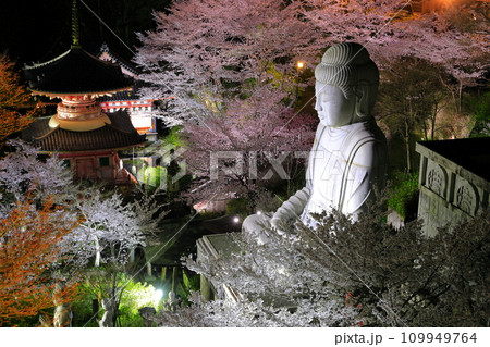 【奈良県】桜が満開の壺阪寺の夜景（桜大仏） 109949764