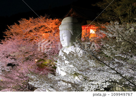 【奈良県】桜が満開の壺阪寺の夜景（桜大仏） 109949767