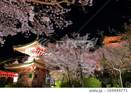 【奈良県】桜が満開の壺阪寺の夜景(桜大仏) 【奈良県】桜が満開の壺阪寺の夜景(桜大仏) 109949771