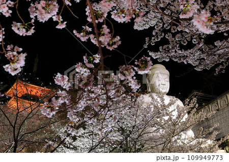 【奈良県】桜が満開の壺阪寺の夜景(桜大仏) 【奈良県】桜が満開の壺阪寺の夜景(桜大仏) 109949773