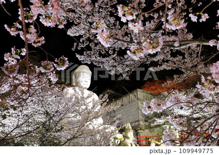 【奈良県】桜が満開の壺阪寺の夜景(桜大仏) 【奈良県】桜が満開の壺阪寺の夜景(桜大仏) 109949775