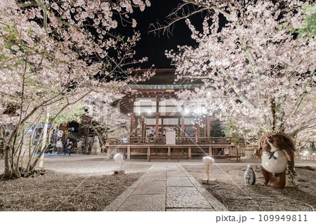 天孫神社　満開の桜と信楽焼のたぬきのライトアップ 109949811