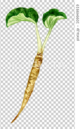 香牛蒡手繪水彩插畫 109949919