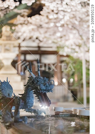 天孫神社　満開の桜のライトアップと手水舎 109950119