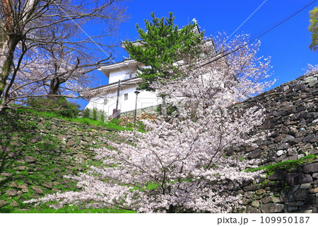 【和歌山県】快晴の和歌山城と満開の桜 【和歌山県】快晴の和歌山城と満開の桜 109950187