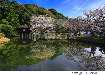 【和歌山県】桜が満開の根来寺（聖天池） 109950192
